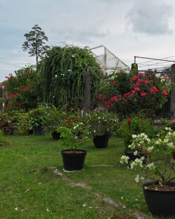 Bukit Bougenville Singkawang 